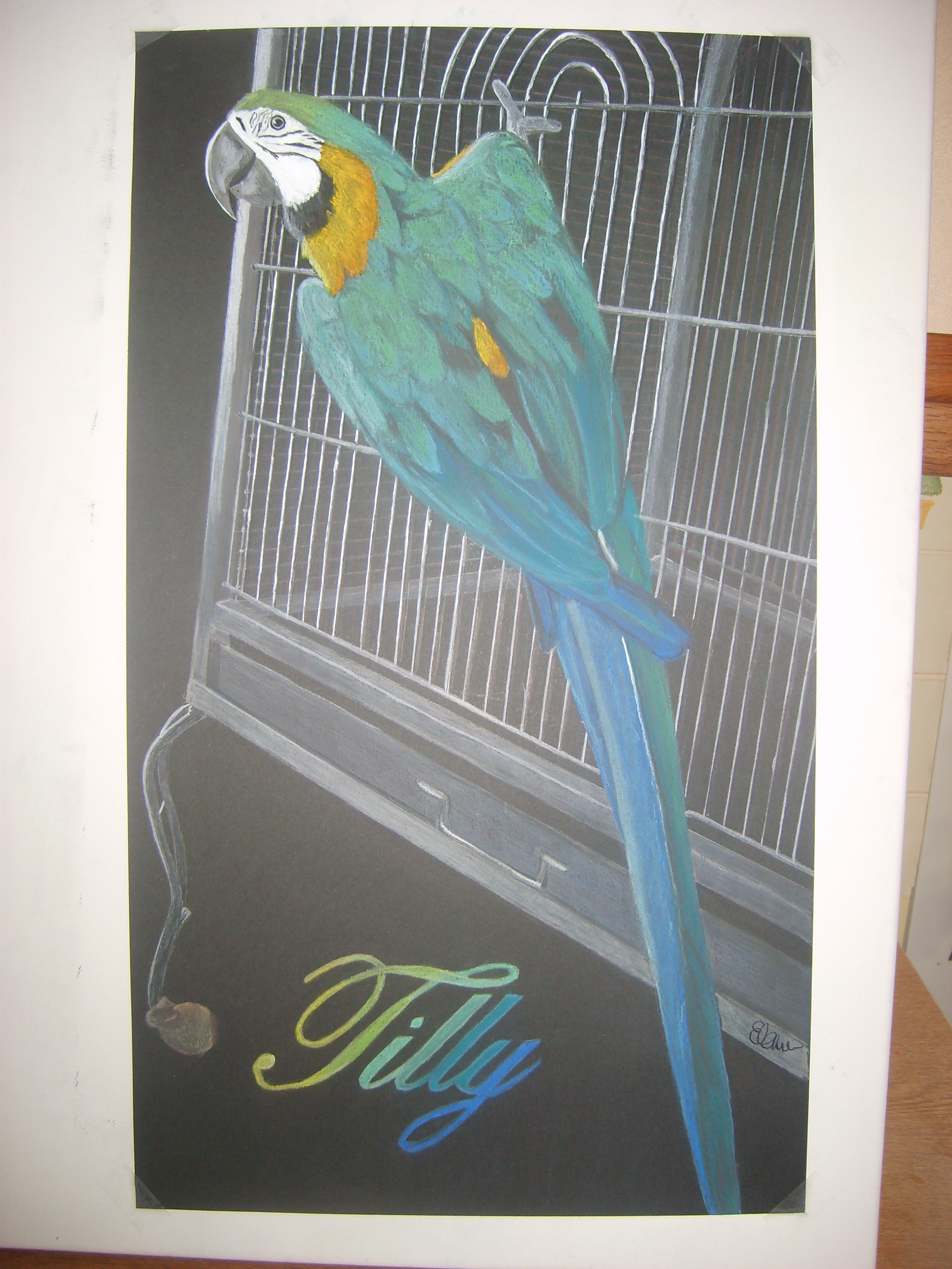 Custom Parrot portrait